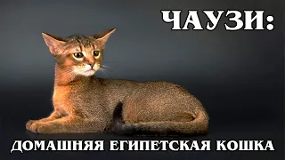 The chausie: House lynx out of Egypt | Interesting facts about cat breeds and animals