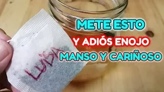 QUÍTALE EL ENOJO! LO TENDRÁS MANSO Y CARIÑOSO