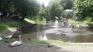 Львівський Стрийський парк озеро лебеді!  /  Lviv Stryi park lake swans!