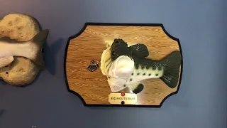 Rare Big Mouth Bass Singing fish Elvis