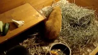 Scared guinea pig