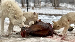 Арктические ВОЛЭНДЫ смакуют лошадку😱‼️ Парк северных Волков 🐺