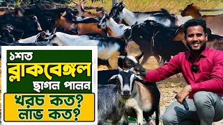 Profitable Goat Farming - ১০০ ব্ল্যাক বেঙ্গল ছাগল পালনে- আয় কত? খরচ কত? দেশি ছাগল পালন পদ্ধতি