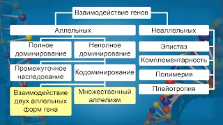 Взаимодействие аллельных и неаллельных генов