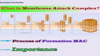 Membrane attack complex | membrane attack complex complement system |  MAC formation