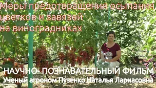 11. Плохое оплодотворение винограда- меры предотвращения осыпания цветков и завязей-Пузенко Наталья