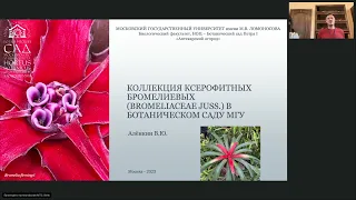 Коллекция ксерофитных бромелиевых Bromeliaceae в Ботаническом саду МГУ