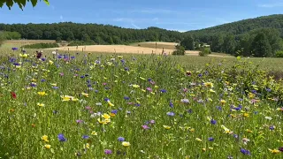 ♡ Звуки Села/Тиша/Спокій/Хороший Сон/Релакс ♡ Village Sounds/Silence/Peace/Good Sleep/Relax♡