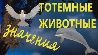 Психологический смысл символов тотемных животных ДЕЛЬФИН, ЗМЕЯ, ПАУК, ГОЛУБЬ