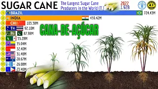 The Largest SUGAR CANE Producers in the World