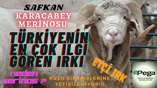 KARACABEY MERİNOSU IRKI ! TÜRKİYENİN YERLİ VE MİLLİ ETÇİL KOYUNU