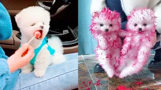 Cute and Funny Pomeranian Videos 15 #Shorts