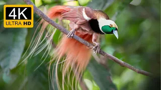 New Guinea Rainforest in 4K 60FPS | Celestial Calm Relaxing Film