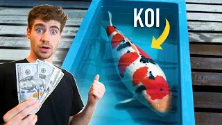 $100,000 Japanese Koi Fish!! - How to BUY & Invest! 💰