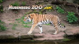 Nuremberg Zoo in 4K | Tiergarten Nürnberg | Samsung NX1 UHD