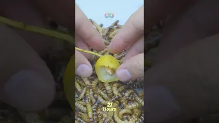 10 000 Mealworms Vs. Dactylifera