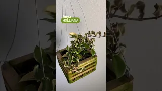 This Hoya is a Unicorn 🦄 | Hoya Holliana