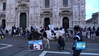 Una mucca munta al Duomo di Milano, continua la protesta degli agricoltori