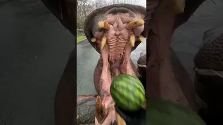 Hippo eating watermelon 🍉🦛