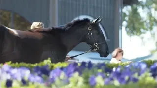 Behind the Scenes: Yearling Sales