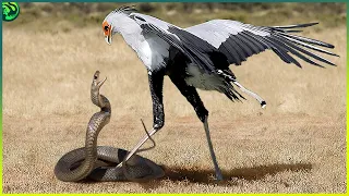 10 Most Brutal Bird vs. Snake Fights