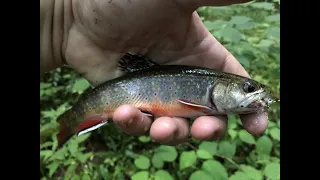 Backcountry fly fishing for brook trout in Great Smoky Mountain National Park.