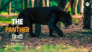 The Panther - हिन्दी डॉक्यूमेंट्री | Discovery channel documentary in Hindi