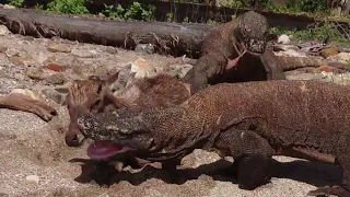 Komodo dragon feed on deer alive