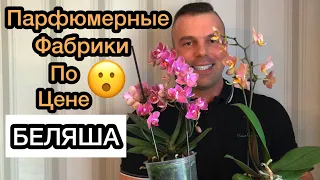 ОЙ, Я НЕ МОГУ! Даже НЕ Гонялся за ними. САМИ пришли. Орхидеи Парфюмерные Фабрики.