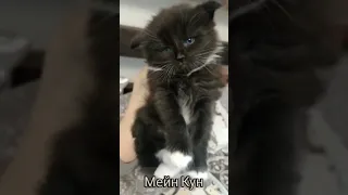 Котята Мейн-кун