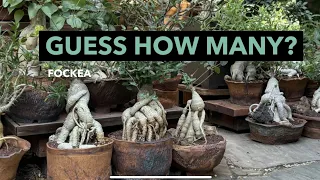 How many Fockea’s? Count with us in My Caudex Garden