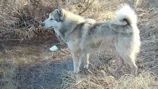 ОТКРЫТИЕ ФИДЕРНОГО СЕЗОНА на р.Сура. РЫБАЛКА НА ФИДЕР В АПРЕЛЕ