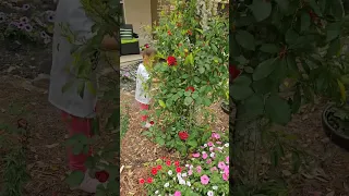 Climbing roses on my Christmas Holly🌹#roses #Christmasholly #supertunia #spring #garden  #gardening