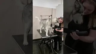 Bath and De-shedding a Husky