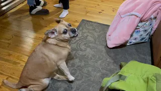 Dog on Diet Can’t Wait for Dinner