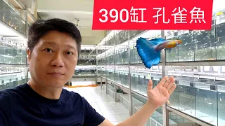 2020 新手如何入門品系孔雀魚  參訪孔雀魚種源中心 熱帶魚繁殖場 台灣孔雀魚推廣協會 孔雀魚競美大賽