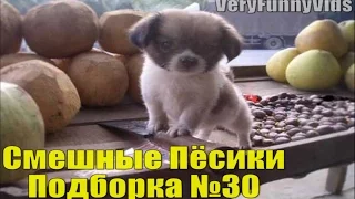 Самые Смешные Собаки.  Прикольные пёсики  Подборка №30. Funny Dogs 2016