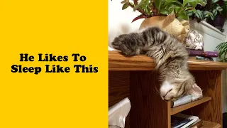 50 Pics That Prove Cats Can Sleep Purrretty Much Anywhere 2/2 - Cat logic