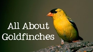 All About Goldfinches: Backyard Bird Series - FreeSchool