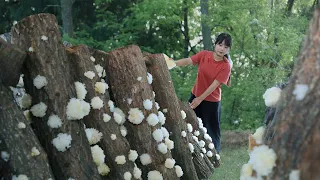 【二米炊烟】White Fungus 花300天時間，終於在木頭上種出了白色花朵
