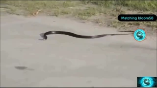 Weird snake gose crazy and kills itself