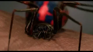 Питера Паркера кусает радиоктивый паук. Человек-паук. 2002.