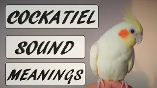 Cockatiel Sound Meanings
