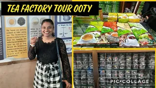 Ooty Tea Factory | Benchmark Tea and Chocolate Factory Tour