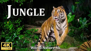 The Amazon 4K - Scenic Wildlife Film With Calming Music - 4K Video