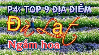 P4: Top 9 địa điểm ngắm hoa đẹp ở Đà Lạt