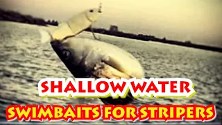 SHALLOW WATER - Swimbaits BIG STRIPERS (Weighting – Neutral Buoyancy – Follow the Bait)