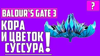 ЦВЕТОК СУССУРА И КОРА СУССУРА ▶ ГДЕ НАЙТИ В Baldur's Gate 3