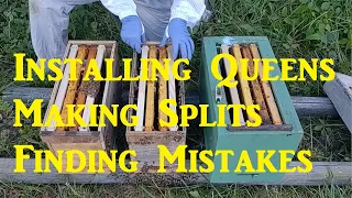 🔵 Installing Mated Queens, Making Splits and Rookie Mistakes