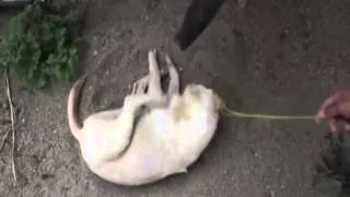 Baby Elephant Tries To Wake Up His Buddy